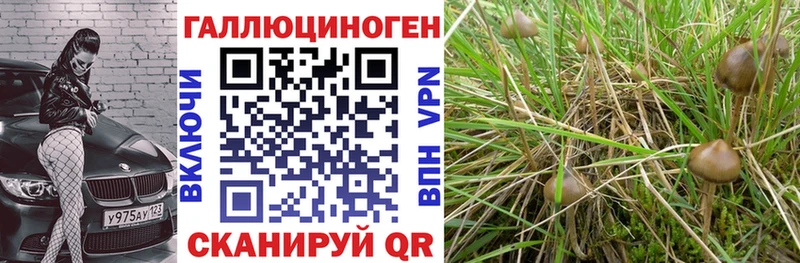 Купить где  Майкоп  Галлюциногенные грибы GOLDEN TEACHER 